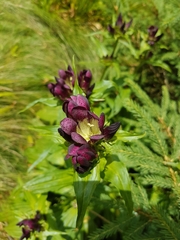 Gentiana pannonica