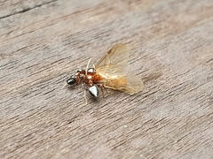 Crematogaster matsumurai