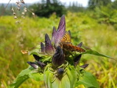 Gentiana pannonica