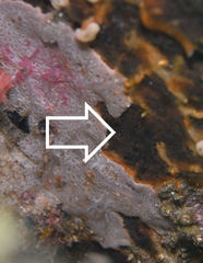 Schizoporella errata