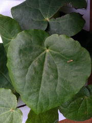 Piper excelsum excelsum