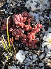 Sedum rupicola