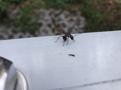 Polyrhachis lamellidens