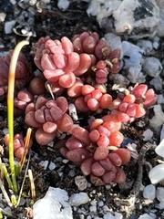 Sedum rupicola