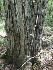 Quercus austrina