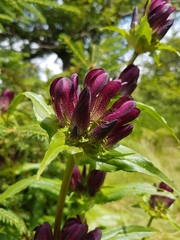 Gentiana pannonica