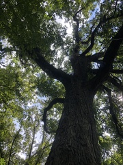 Quercus austrina