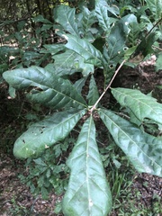 Quercus austrina