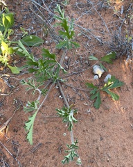 Erodium carolinianum
