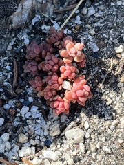 Sedum rupicola