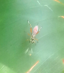 Messatoporus