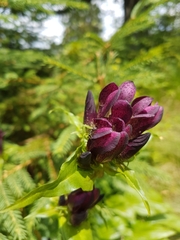Gentiana pannonica