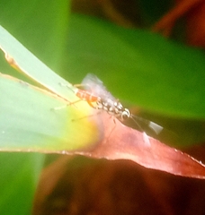 Messatoporus