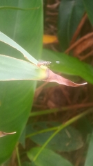 Messatoporus