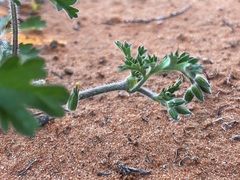 Erodium carolinianum