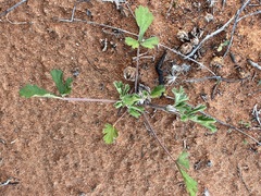 Erodium carolinianum