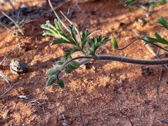 Erodium carolinianum