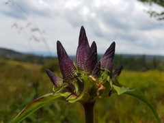 Gentiana pannonica