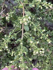 Baccharis pilularis pilularis