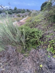 Baccharis pilularis pilularis