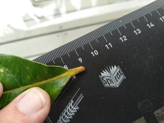 Cryptocarya hypospodia