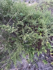 Baccharis pilularis pilularis
