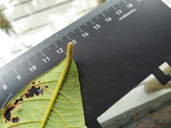 Cryptocarya hypospodia