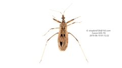 Oncocephalus simillimus