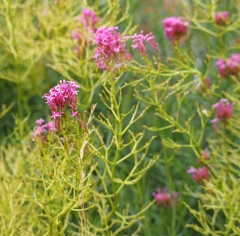 Centranthus ruber
