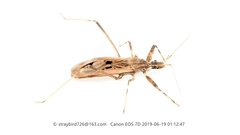 Oncocephalus simillimus