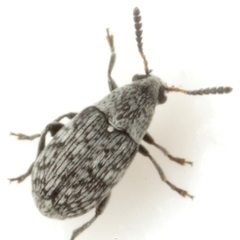 Acanthoscelides tenuis