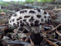 Strobilomyces confusus