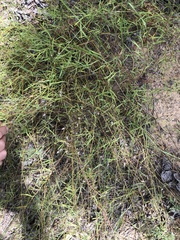 Stylisma pickeringii pattersonii