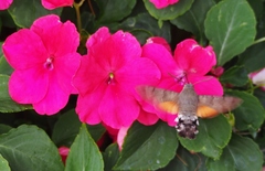 Macroglossum stellatarum