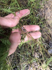 Stylisma pickeringii pattersonii