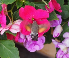 Macroglossum stellatarum