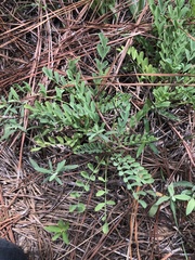 Astragalus distortus
