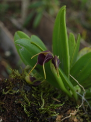 Masdevallia bicolor