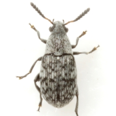 Acanthoscelides tenuis