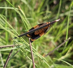Eudesmia arida