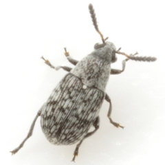 Acanthoscelides tenuis