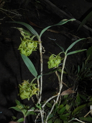 Epidendrum envigadoense