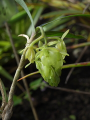 Epidendrum envigadoense