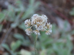 Antennaria argentea