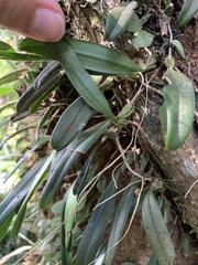 Bulbophyllum melanoglossum