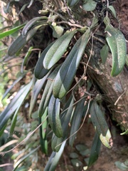 Bulbophyllum melanoglossum