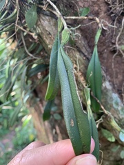 Bulbophyllum melanoglossum