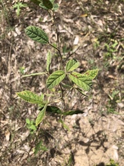 Rhynchosia tomentosa