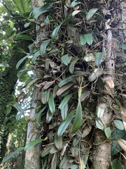 Bulbophyllum melanoglossum