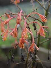 Epidendrum spathatum